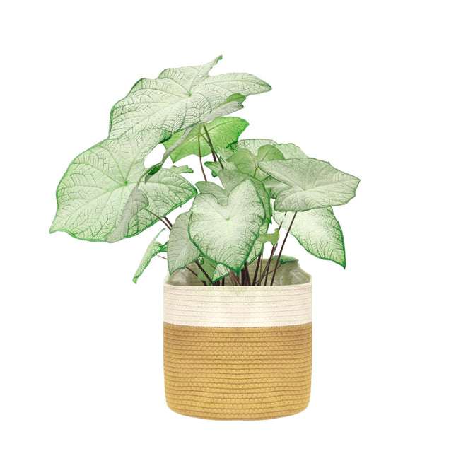 Maxona 9.8" Rectangular Jute Cotton Rope Woven Plant Basket with Handles, White & Brown Color, 1 Pack