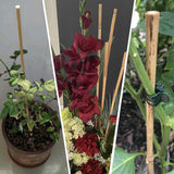 Sinimaka 50Pcs 0.32'' D Thicker Bamboo Plant Stakes for Indoor Outdoor Plants, 2FT Plant Stakes, Natural Garden Stakes for Tomato, Bean, Flowers,Trees Potted and Climbing Plant Support